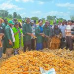 Kwara State Polytechnic Records Successful Second Maize Harvest