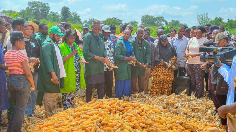Kwara State Polytechnic Records Successful Second Maize Harvest
